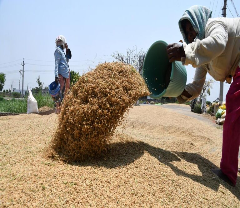 AP Kharif Paddy