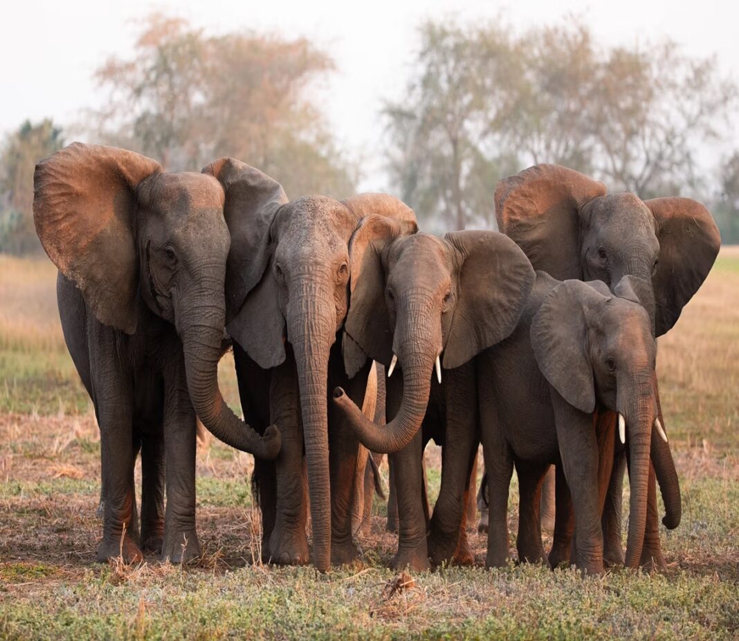 Court Allows Transfer Of Elephants