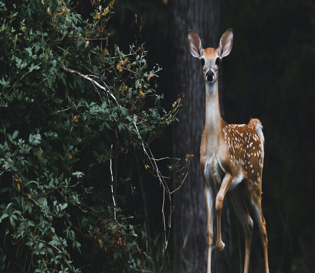 Deer
