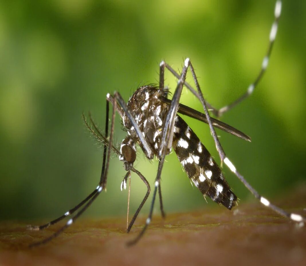 Dengue Cases