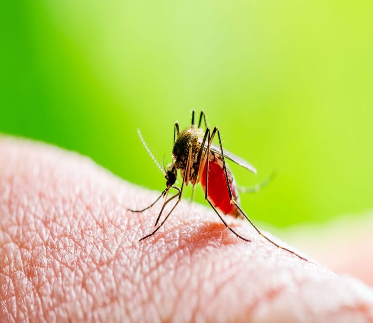 Dengue Cases In Nizamabad