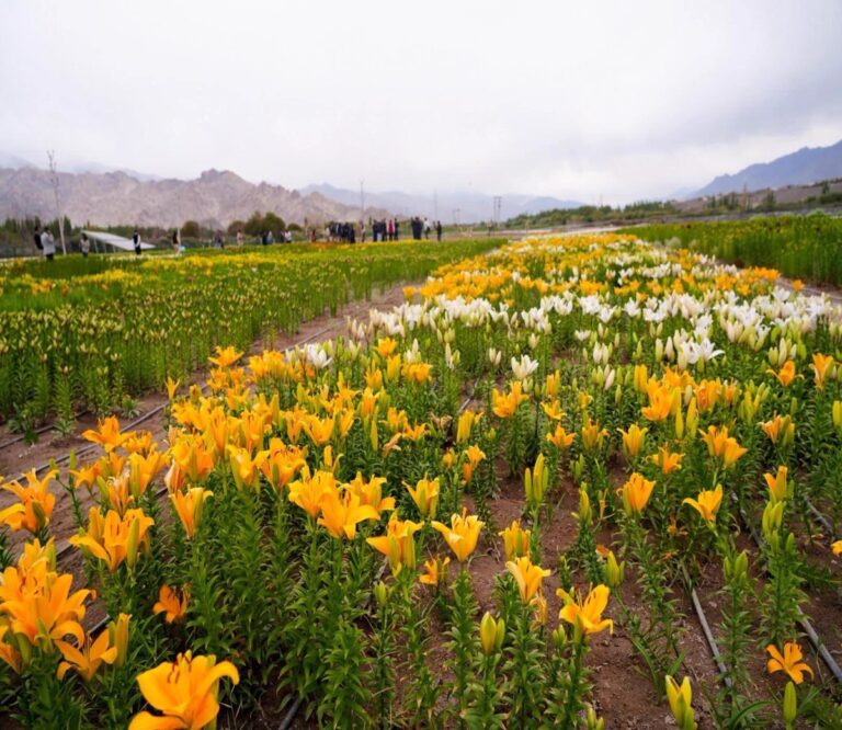 Ladakhs 25 Lakh Flower Garden