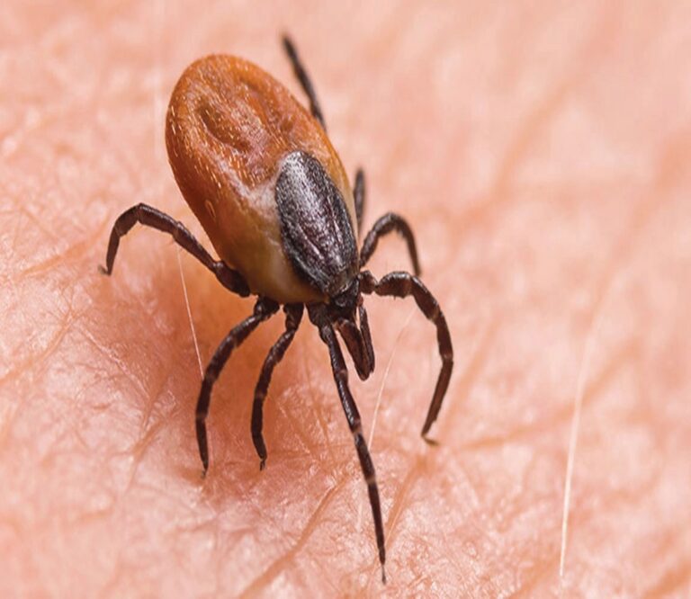 Scrub Typhus