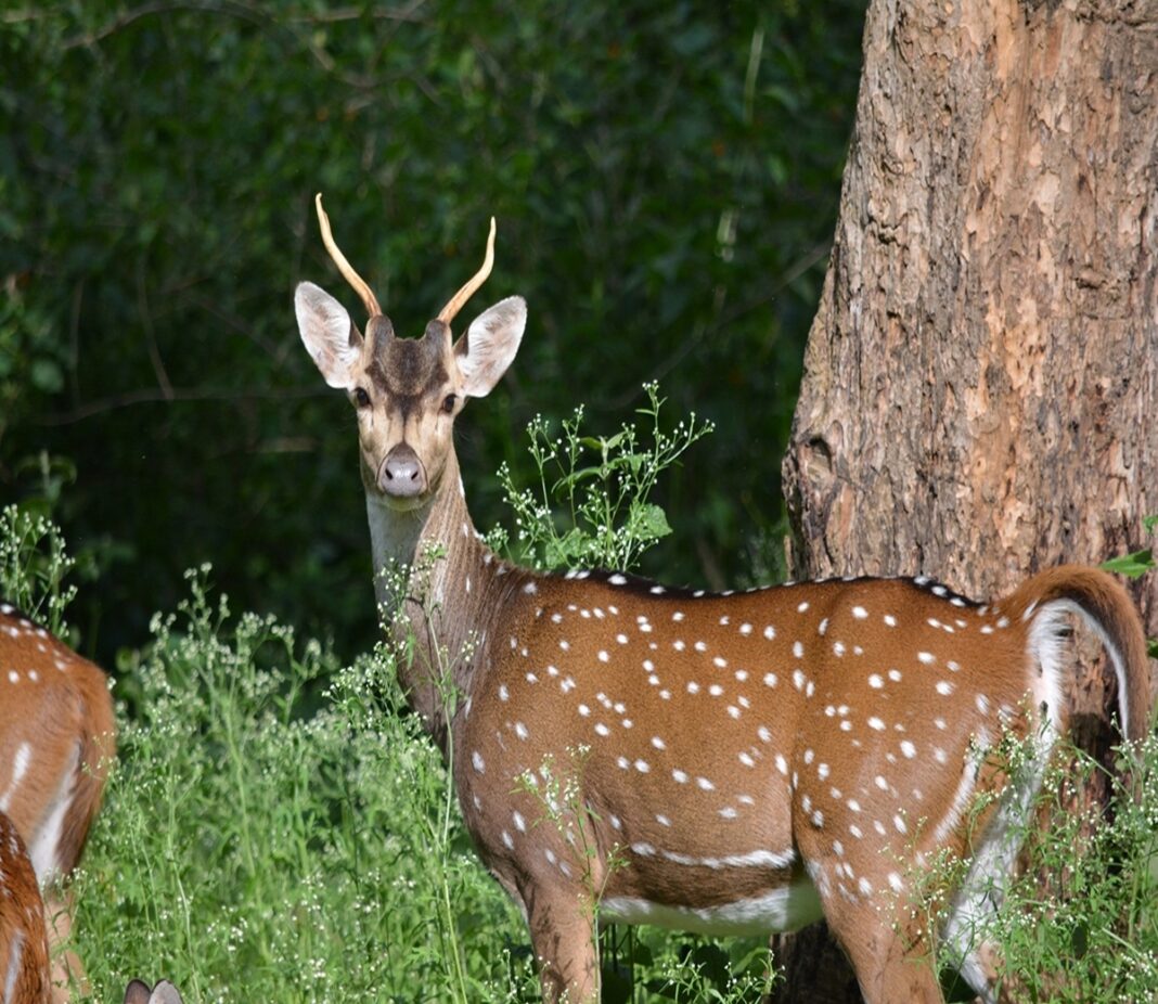 Telanganas Deer Case